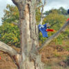 piraat-tree